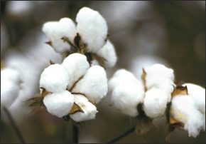 棉花是天然的物質，有最透氣和排濕的特性。是纖維當中，普遍最舒適、可呼吸和最柔軟的。